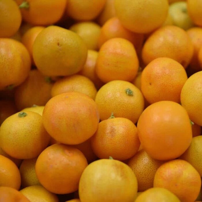 Variegated Calamondin