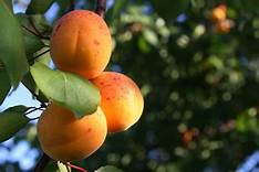 Apricot (Harcot)