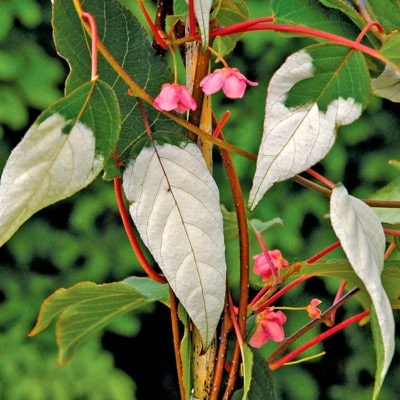 Actinidia Pilosula- Flowering Kiwi Vine