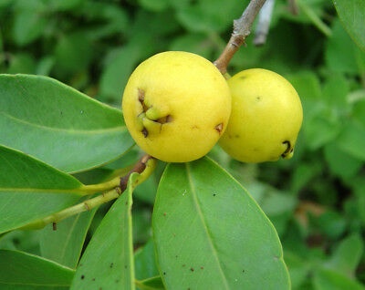 Lemon Guava