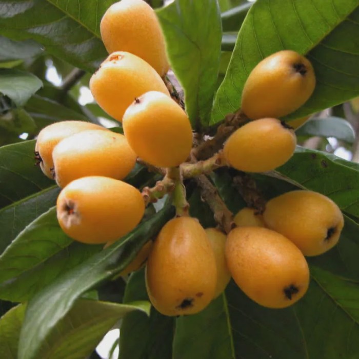 Loquat (Big Jim)