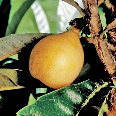 Loquat