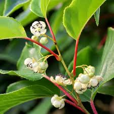 Kiwi Berry (Male Hardy Kiwi)
