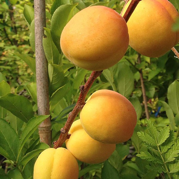 Apricot (Puget Gold)