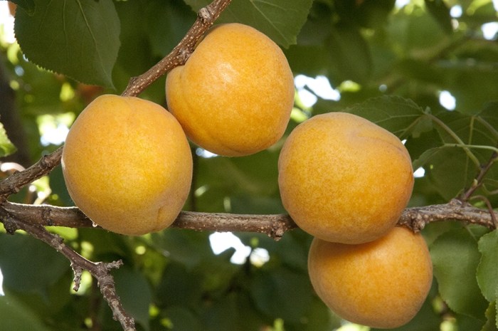 Aprium (Summer Delight)