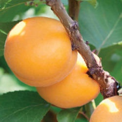 Apricot Tree (Wenatchee)