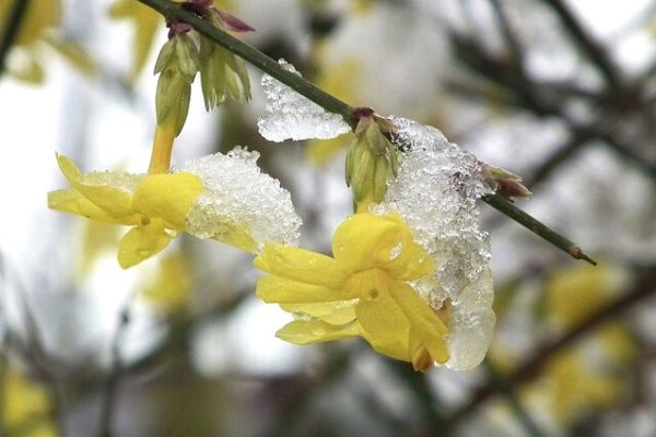 Winter Jasmine