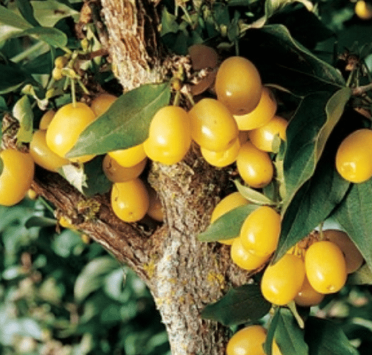 Cornelian Cherry (Yellow™)