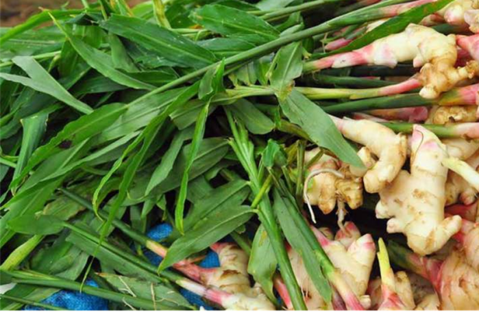 Yellow Ginger Root