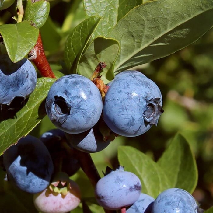 Blueberry (Blueray)