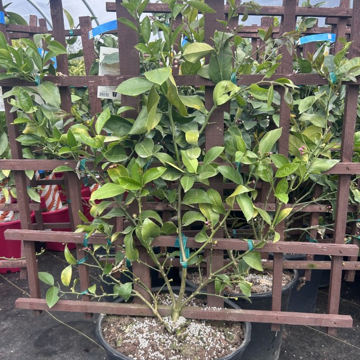 Espaliered Meyer Lemon Tree