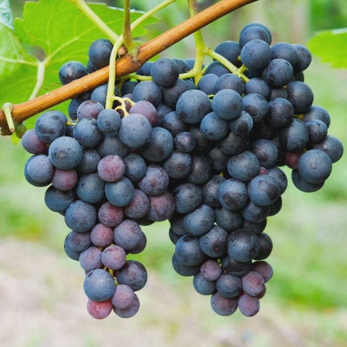 Grape Vine (Concord)