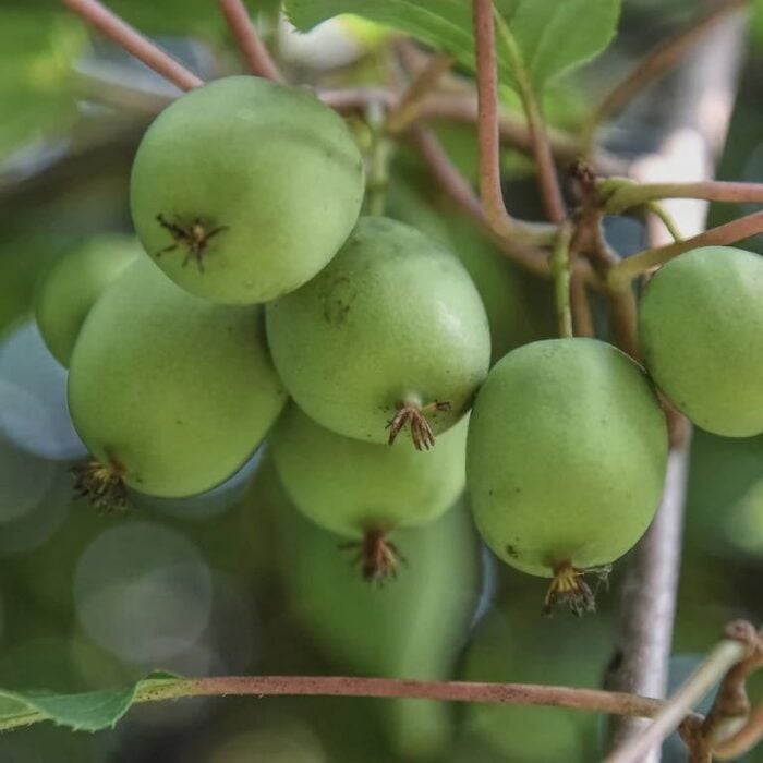 Kiwi Berry (Geneva)
