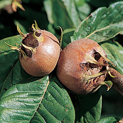 Medlar (Dzevera Garden)