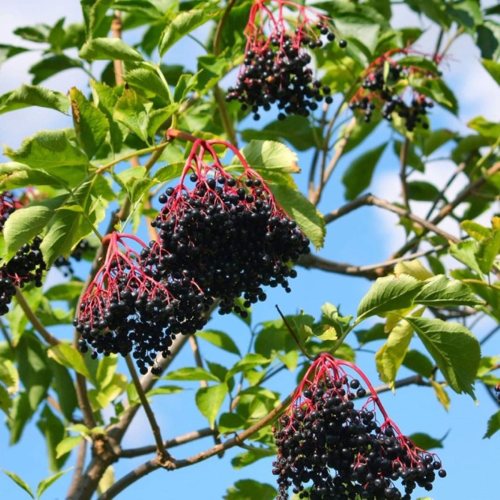 Elderberry (Ranch)