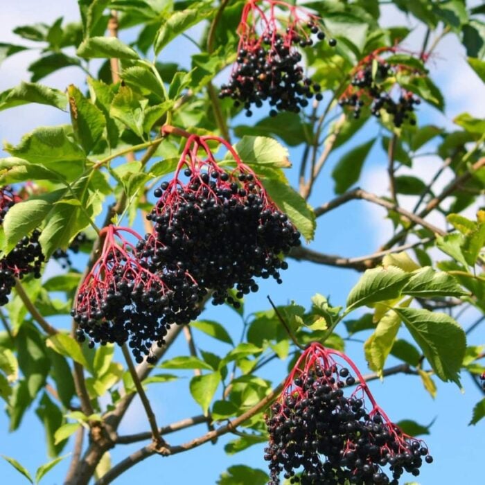 Elderberry (Sampo)