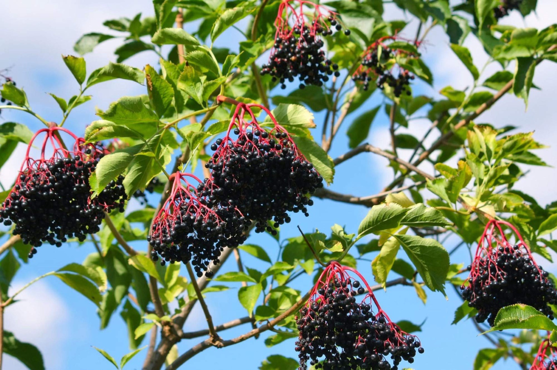 Elderberry (Sampo)