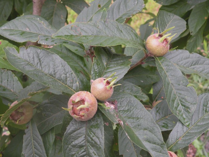 Medlar (Royal)