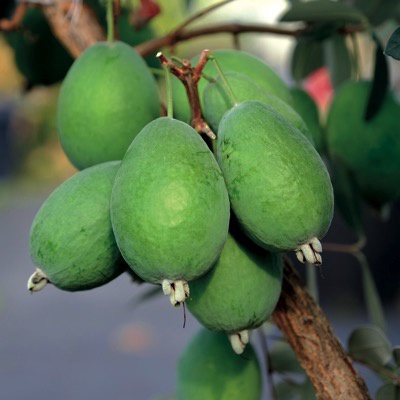 Pineapple Guava (Kakapo)