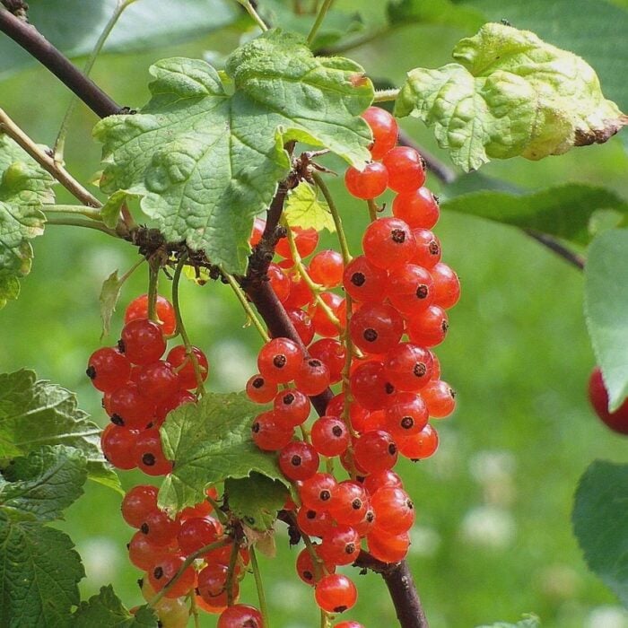 Red Currant (London Market)