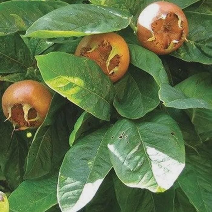 Medlar (Nèfle Tardive)