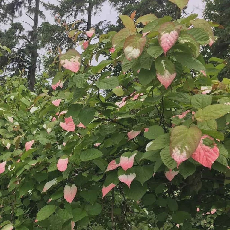 Arctic Kiwi (Red Beauty)