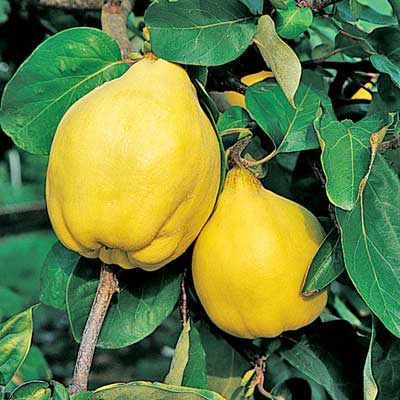 Quince (Van Deman)