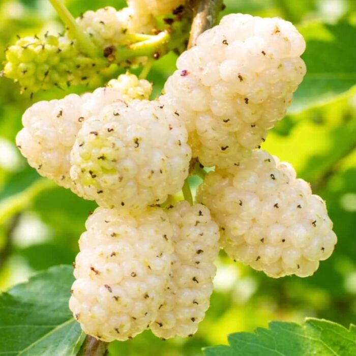 Mulberry (White Ivory)