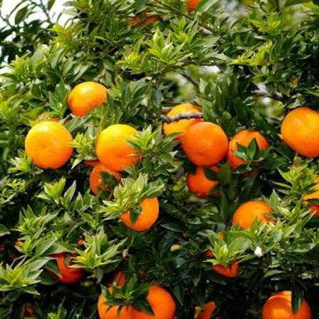 Chinotto Sour Orange