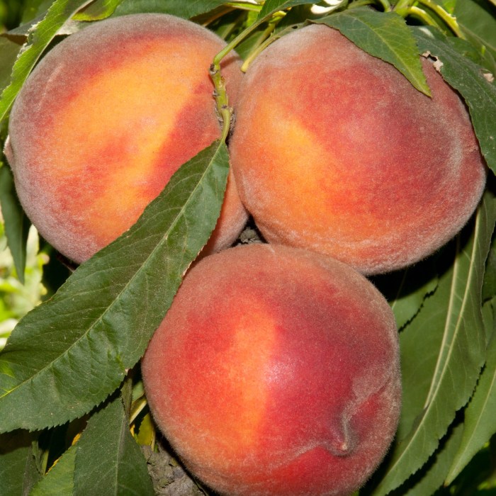 2 in 1 Miniature Peach & Nectarine