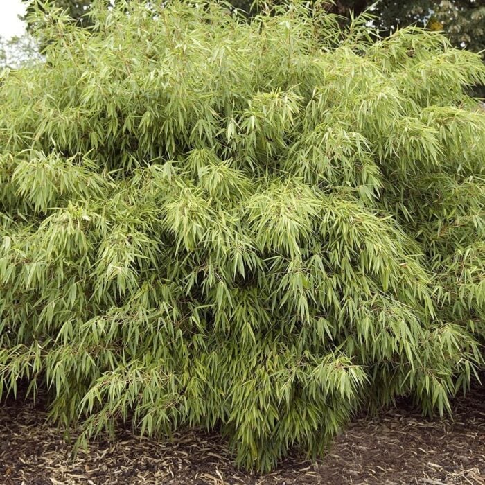 Clumping Bamboo (Fargesia rufa)