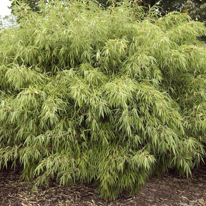 Clumping Bamboo (Fargesia rufa)