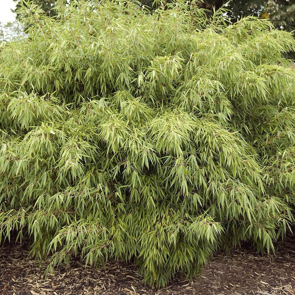 Clumping Bamboo (Fargesia rufa)