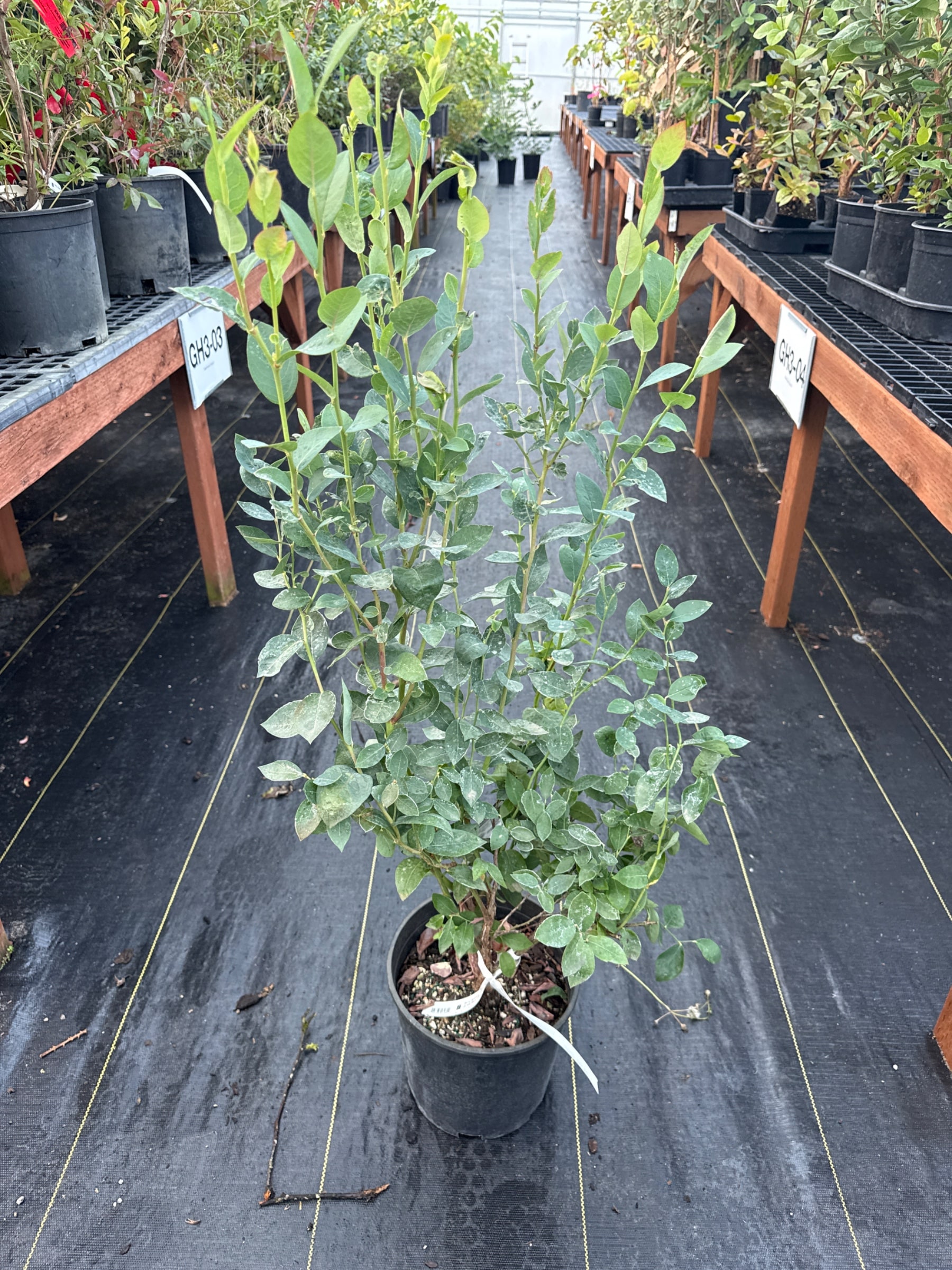 Blueberry (Sweetheart)
