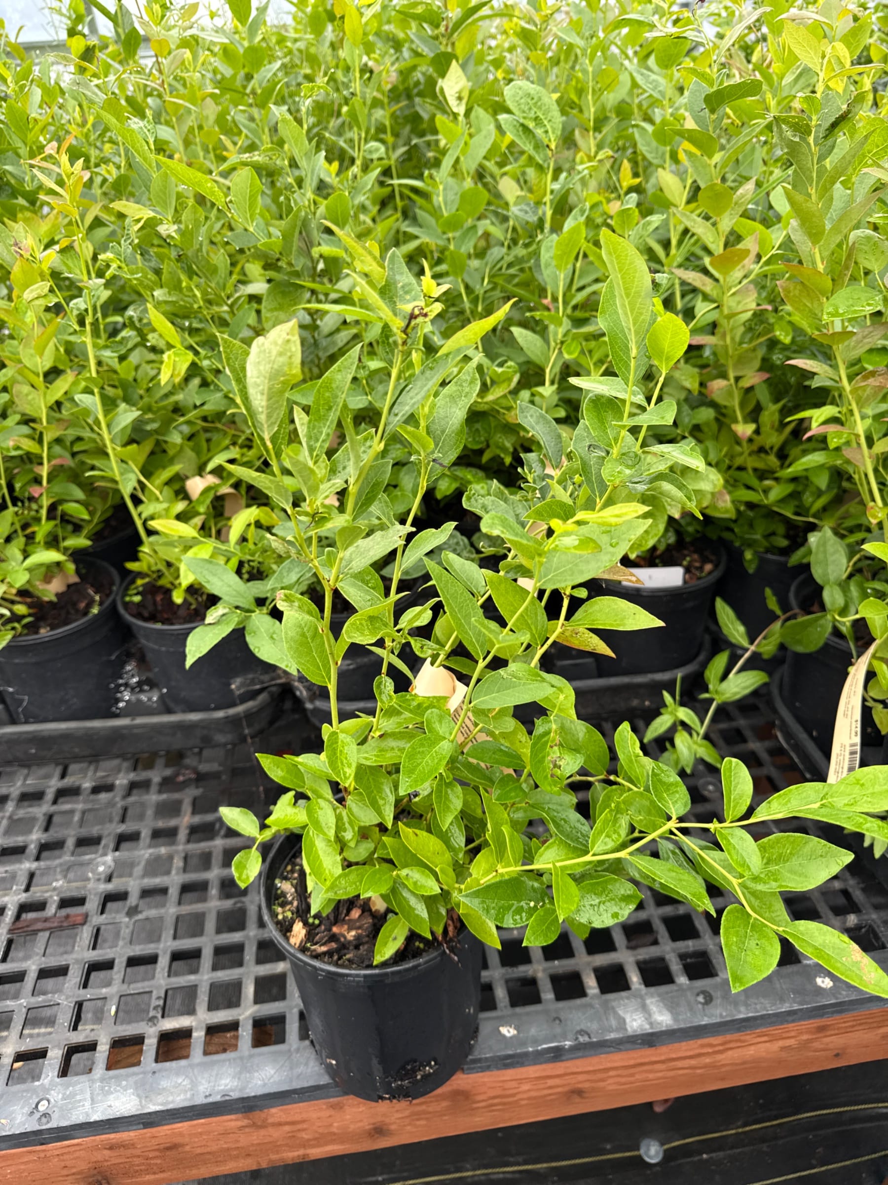 Blueberry (Duke)