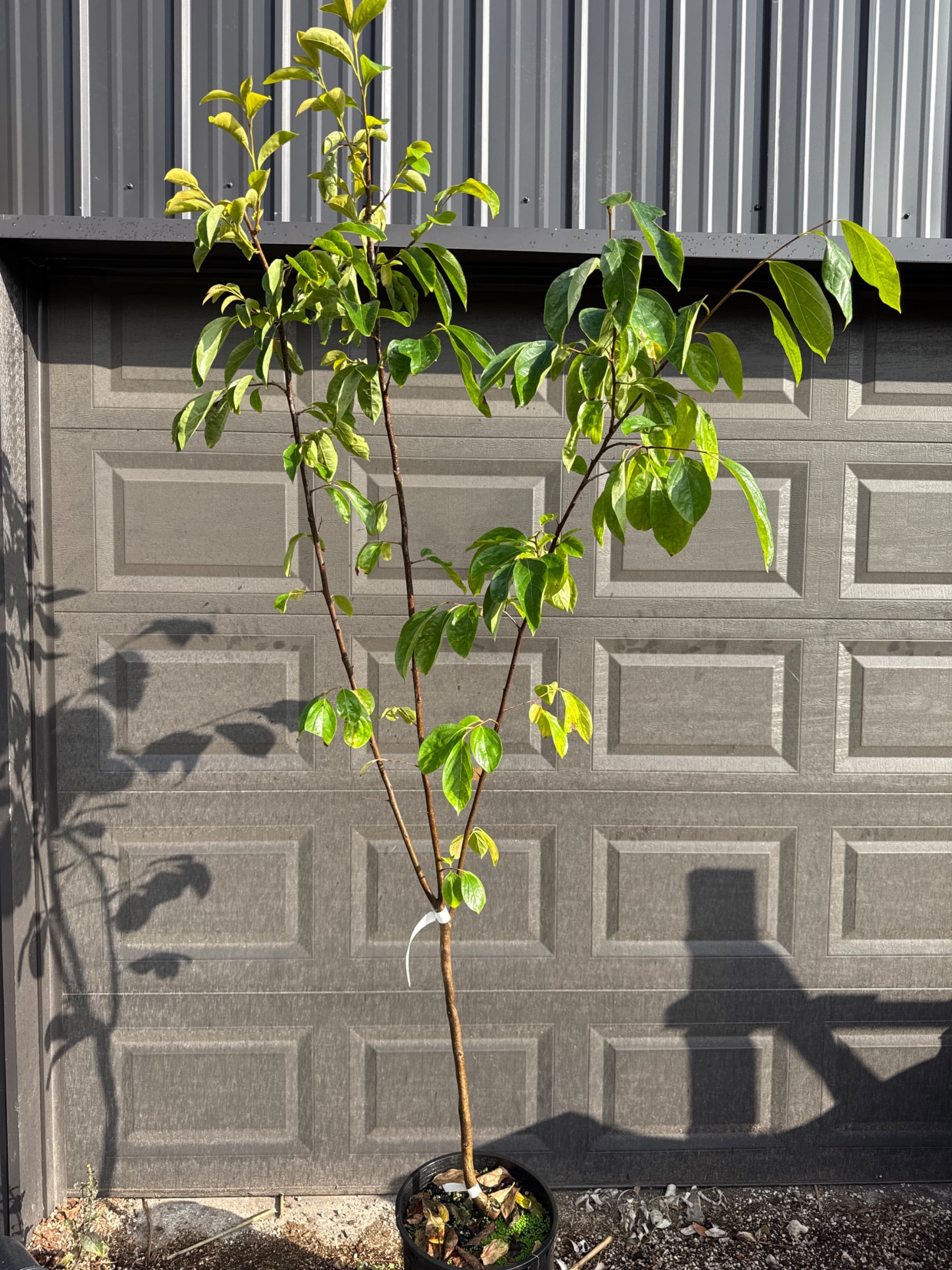 Persimmon Tree (Saijo)