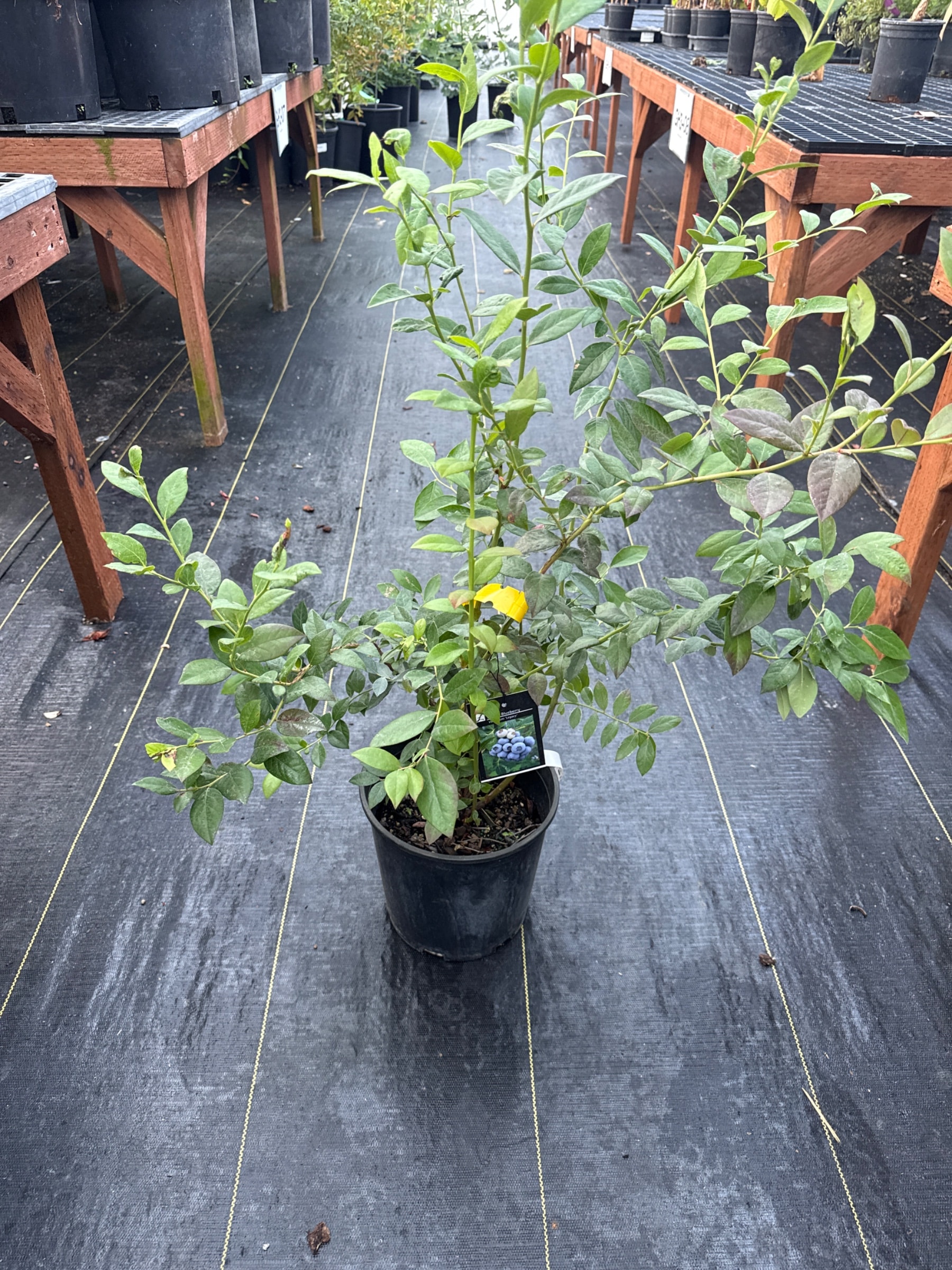 Blueberry (Legacy)
