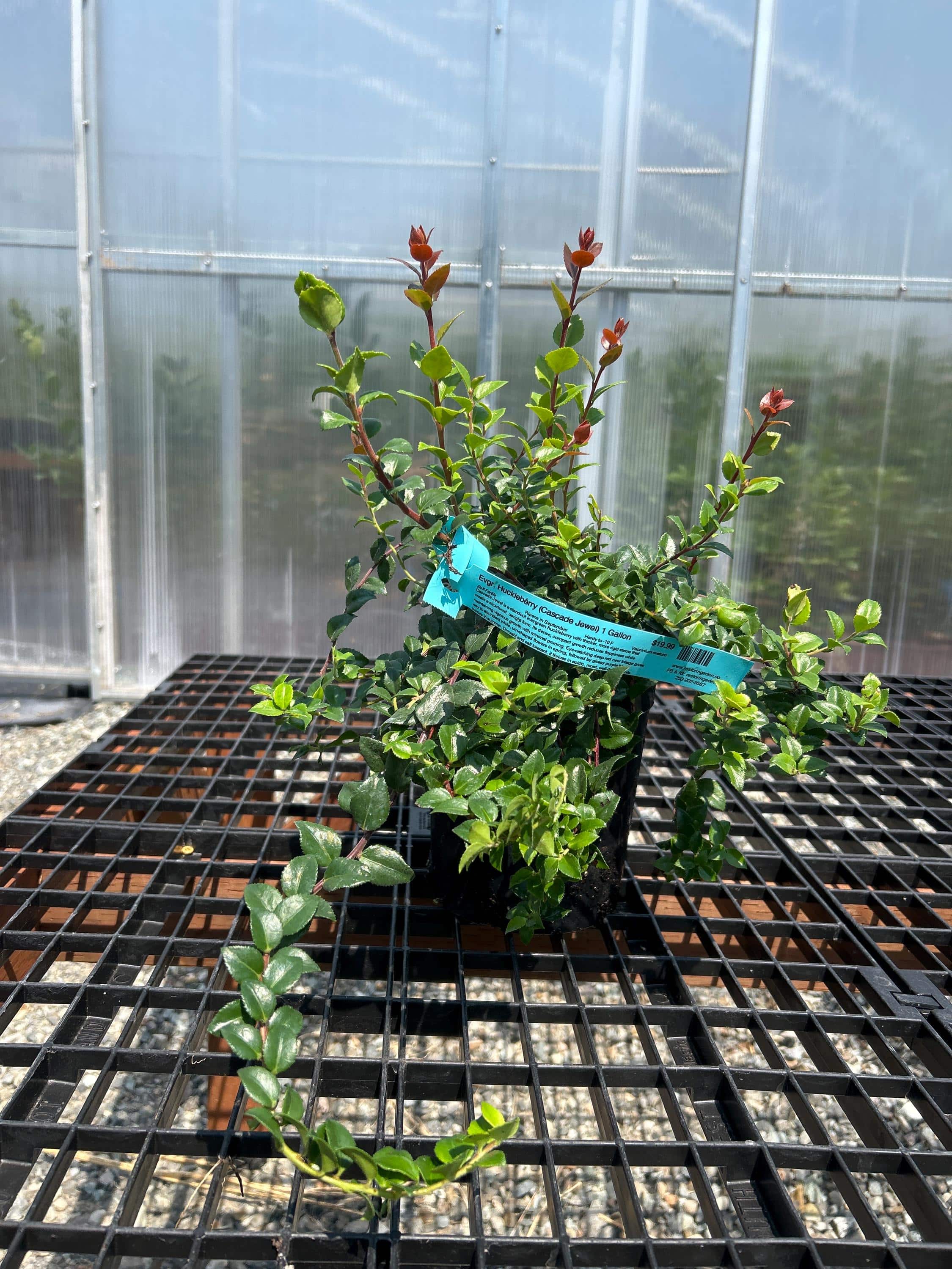 Evergreen Huckleberry (Cascade Jewel)