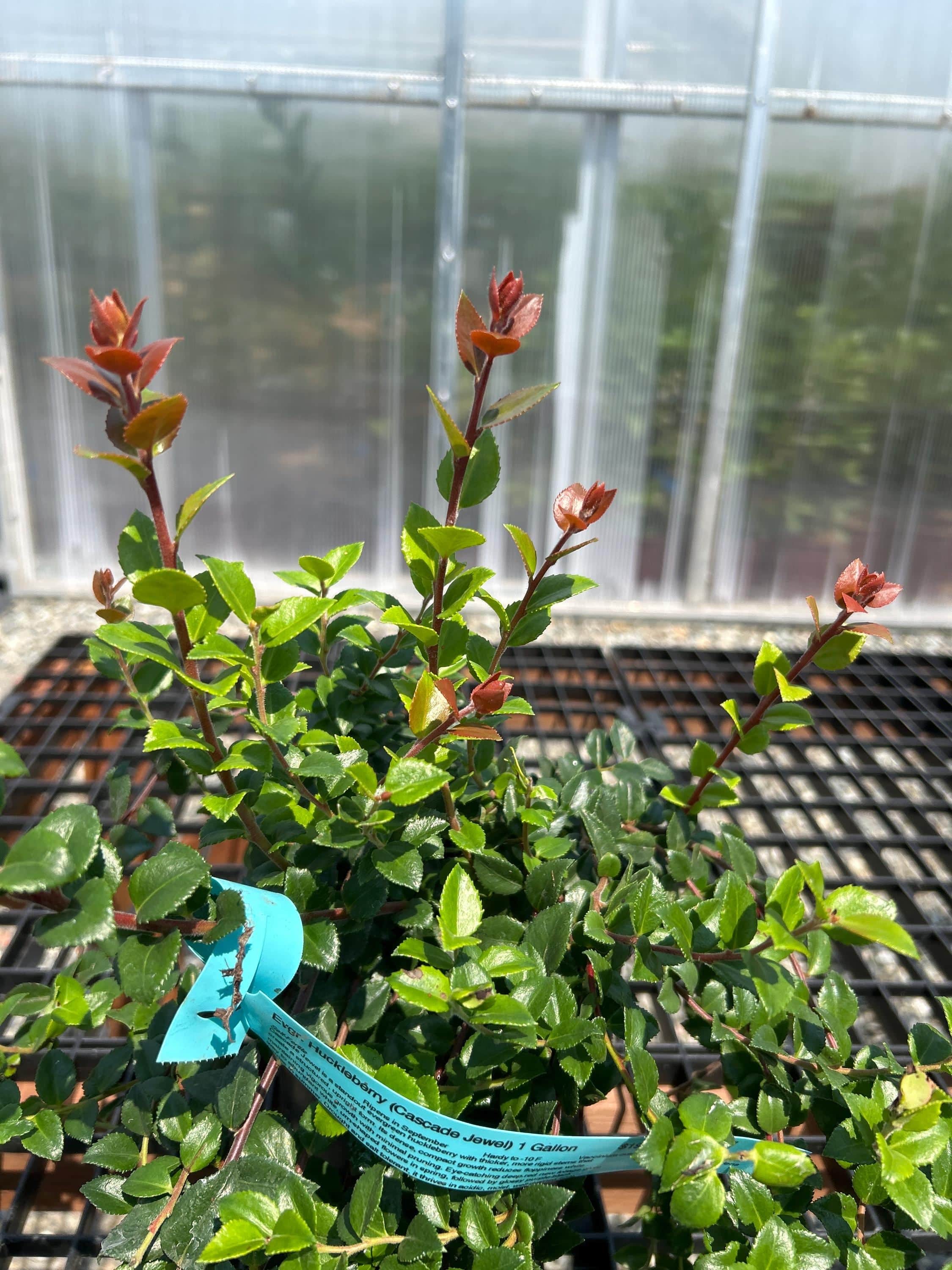 Evergreen Huckleberry (Cascade Jewel)