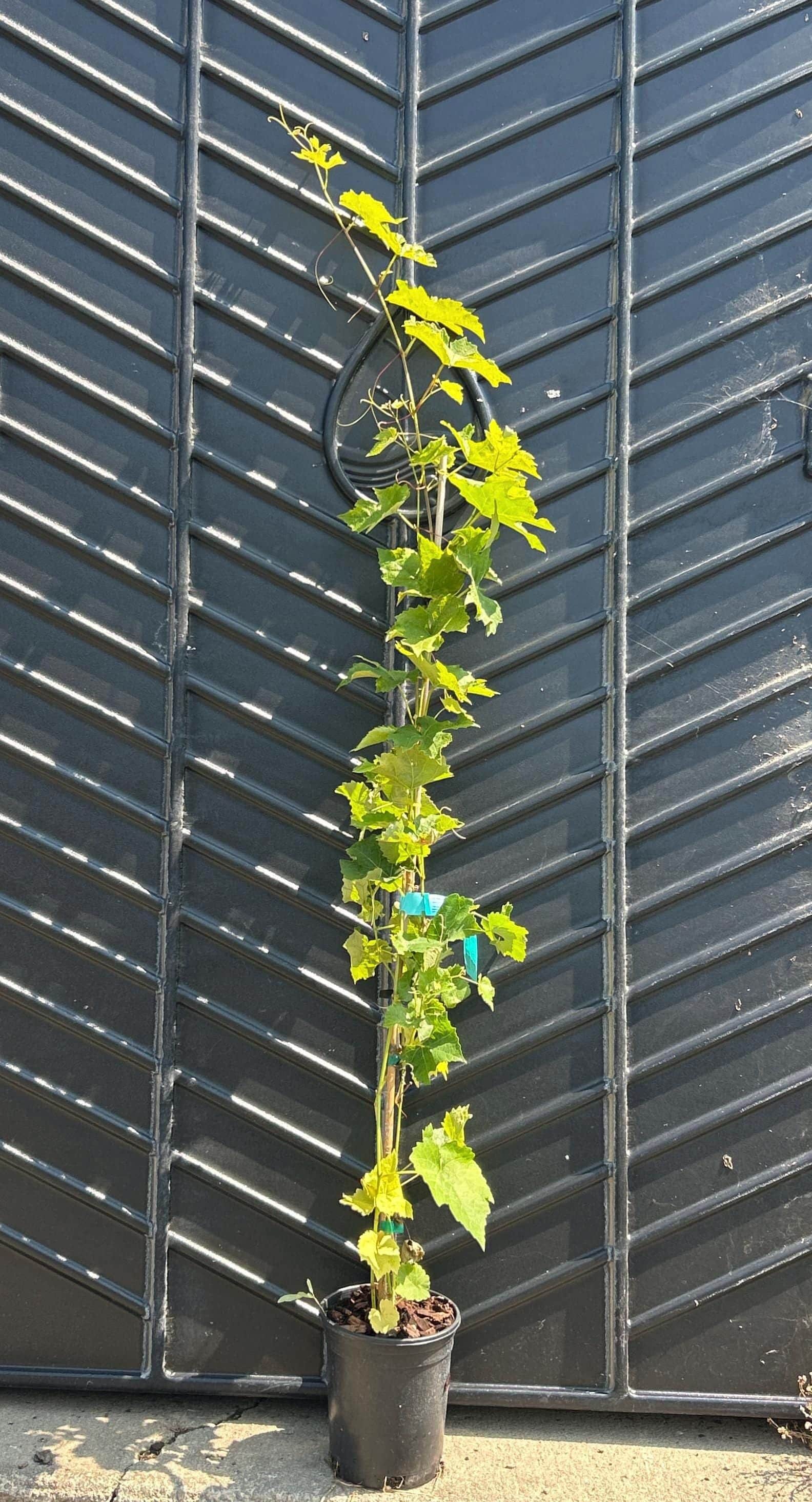 Grape Vine (Canadice)