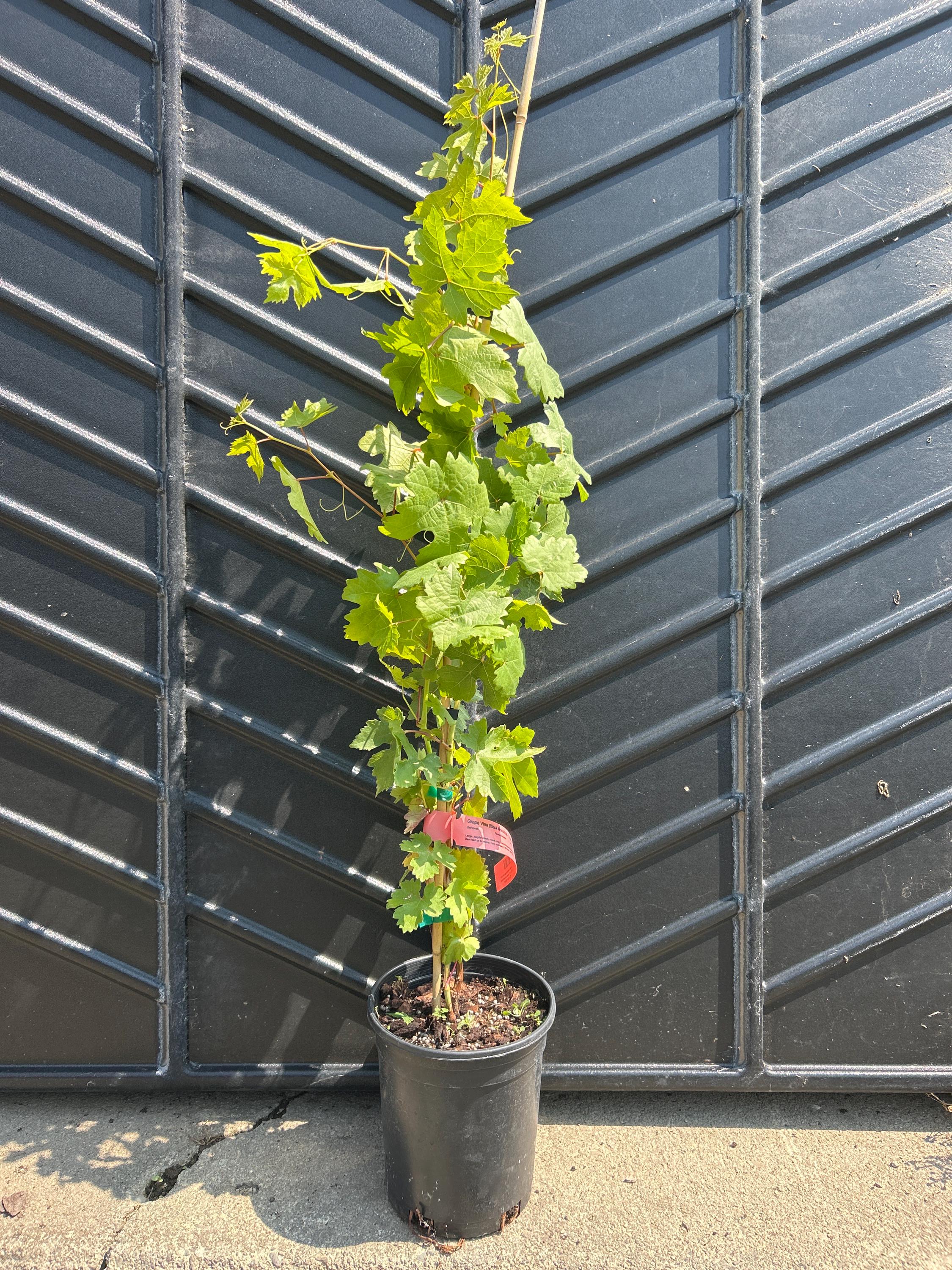 Grape (Black Monukka)