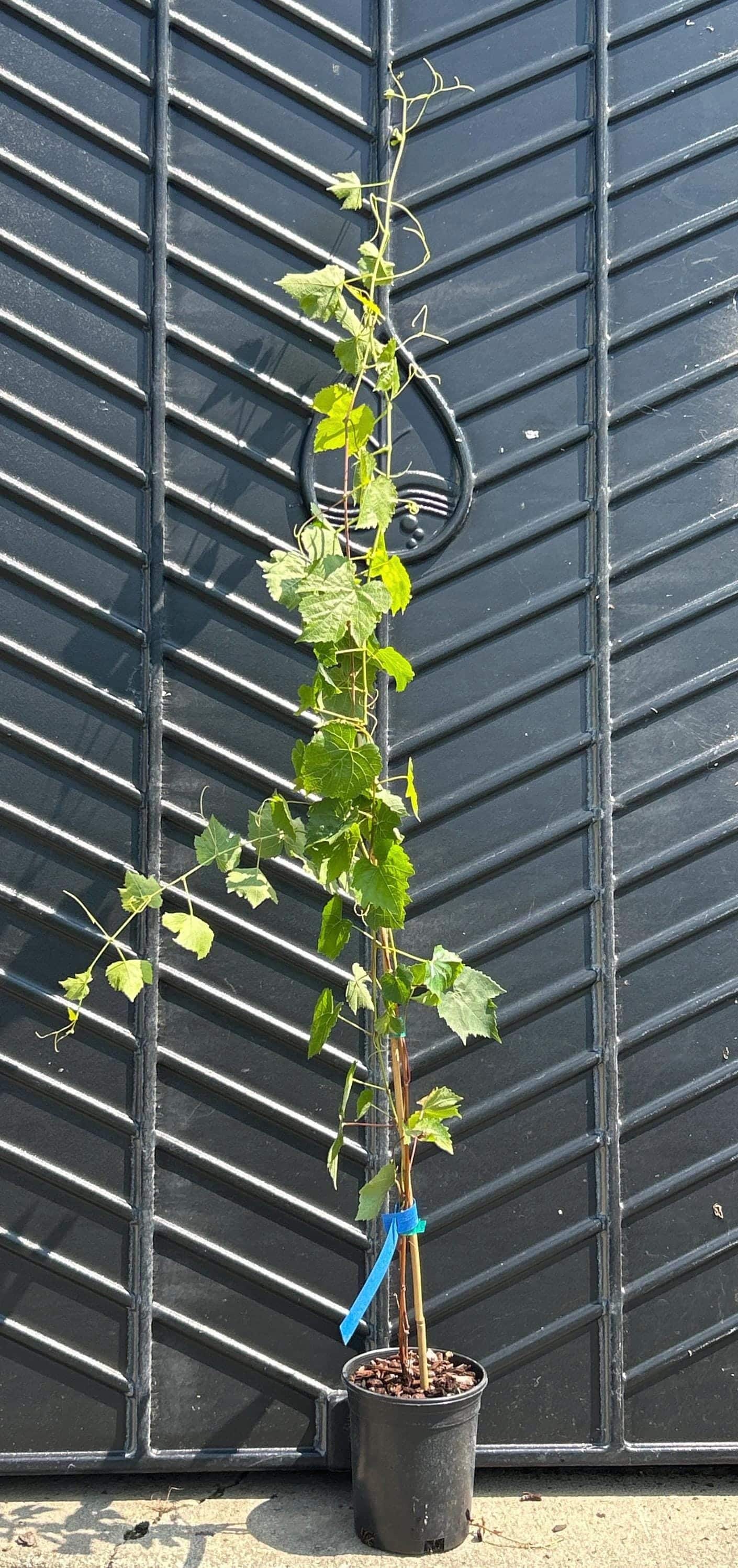 Grape Vine (Interlaken)