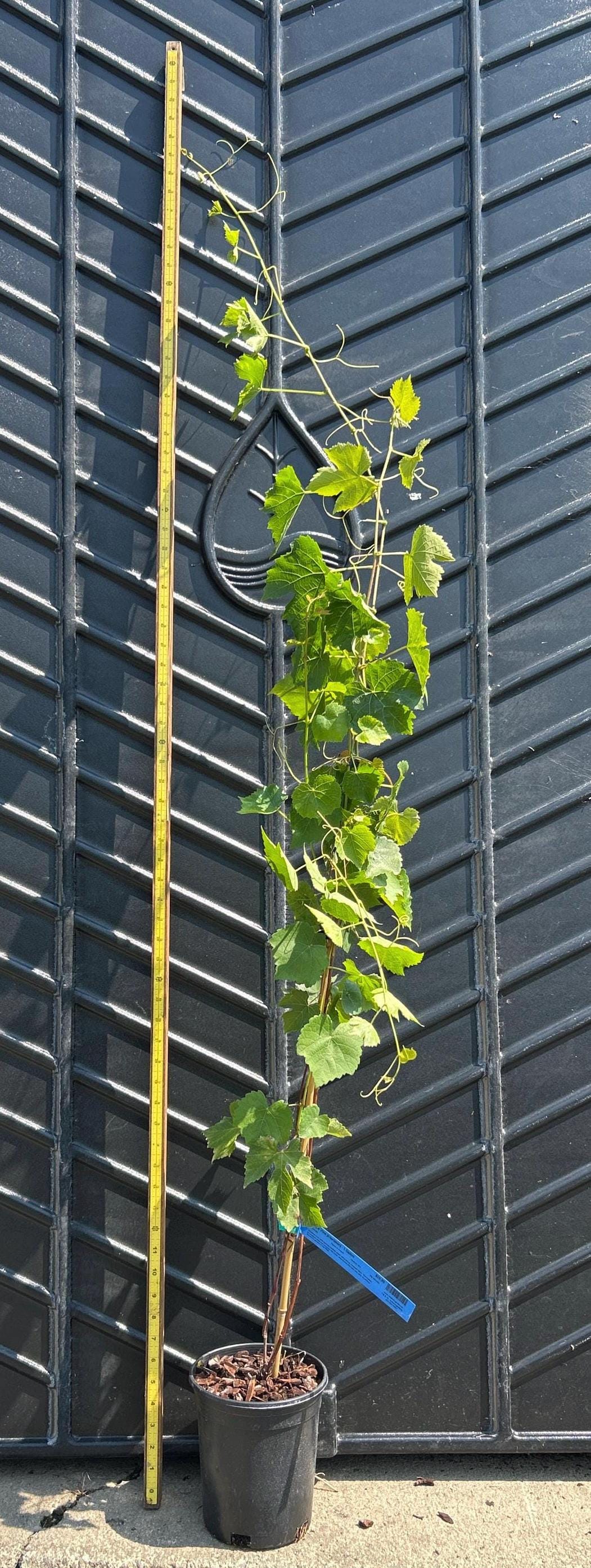 Grape Vine (Interlaken)