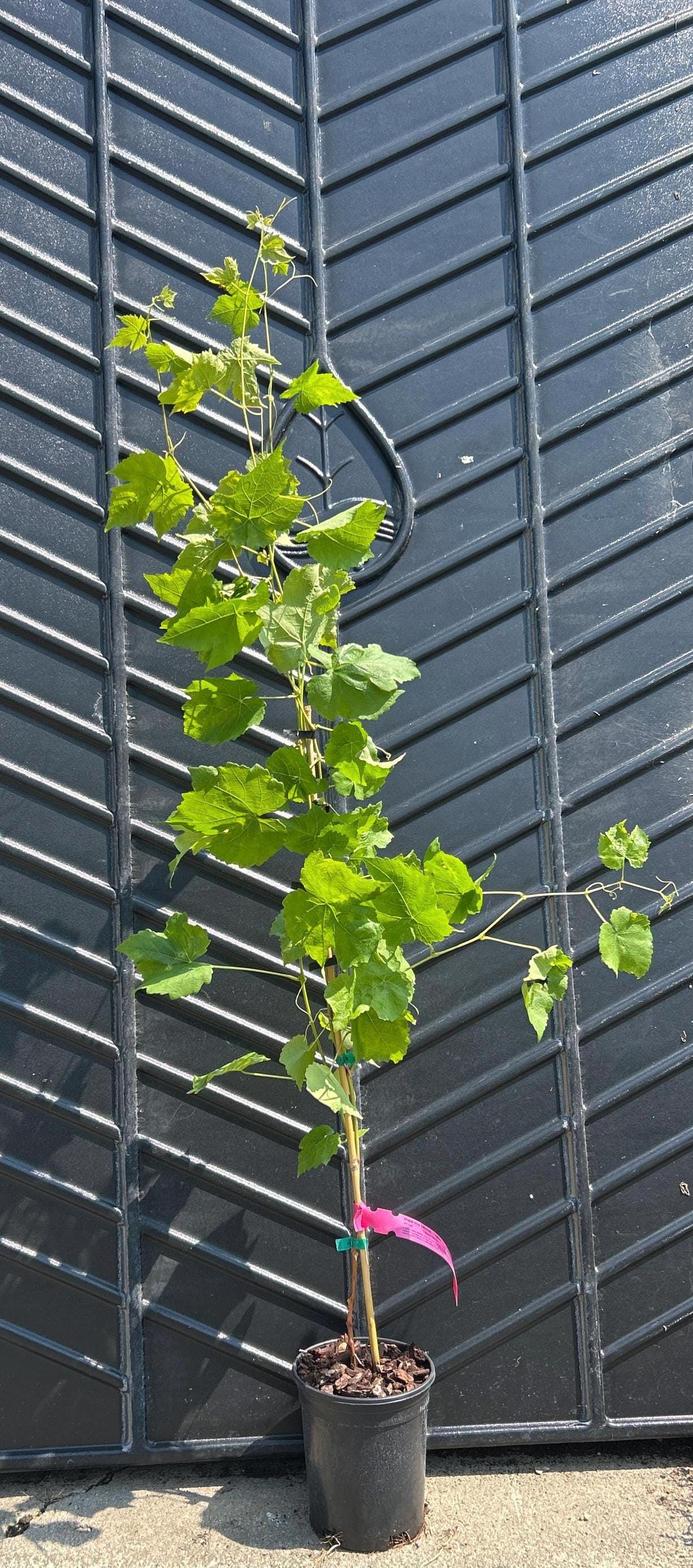 Grape Vine (Himrod)