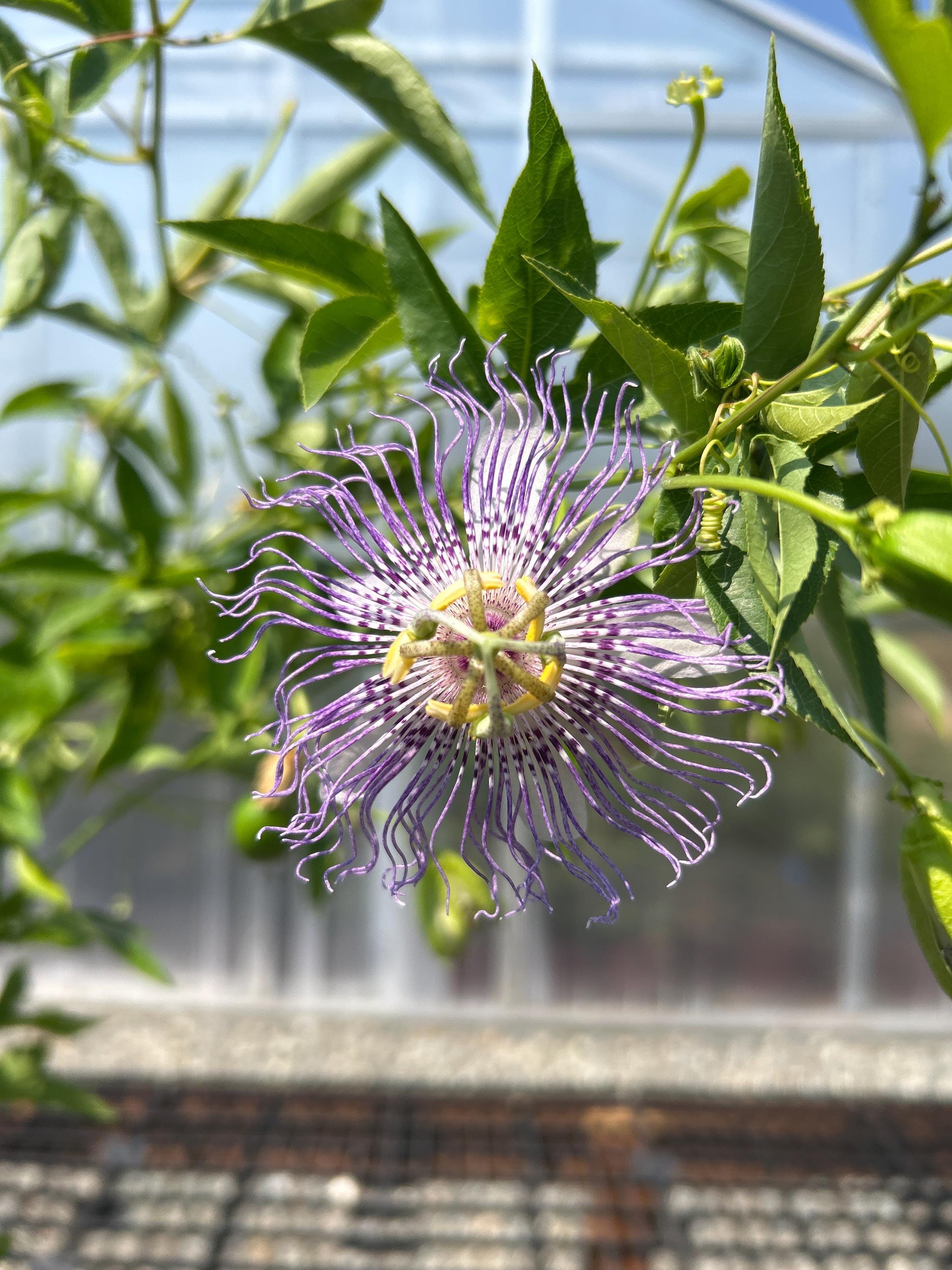 Maypop Passion Flower