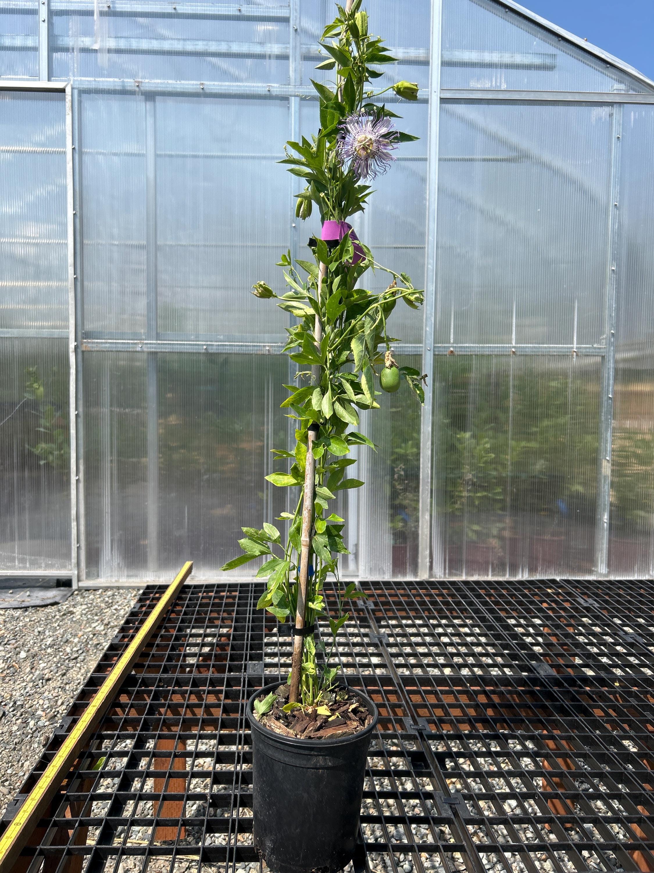 Maypop Passion Flower