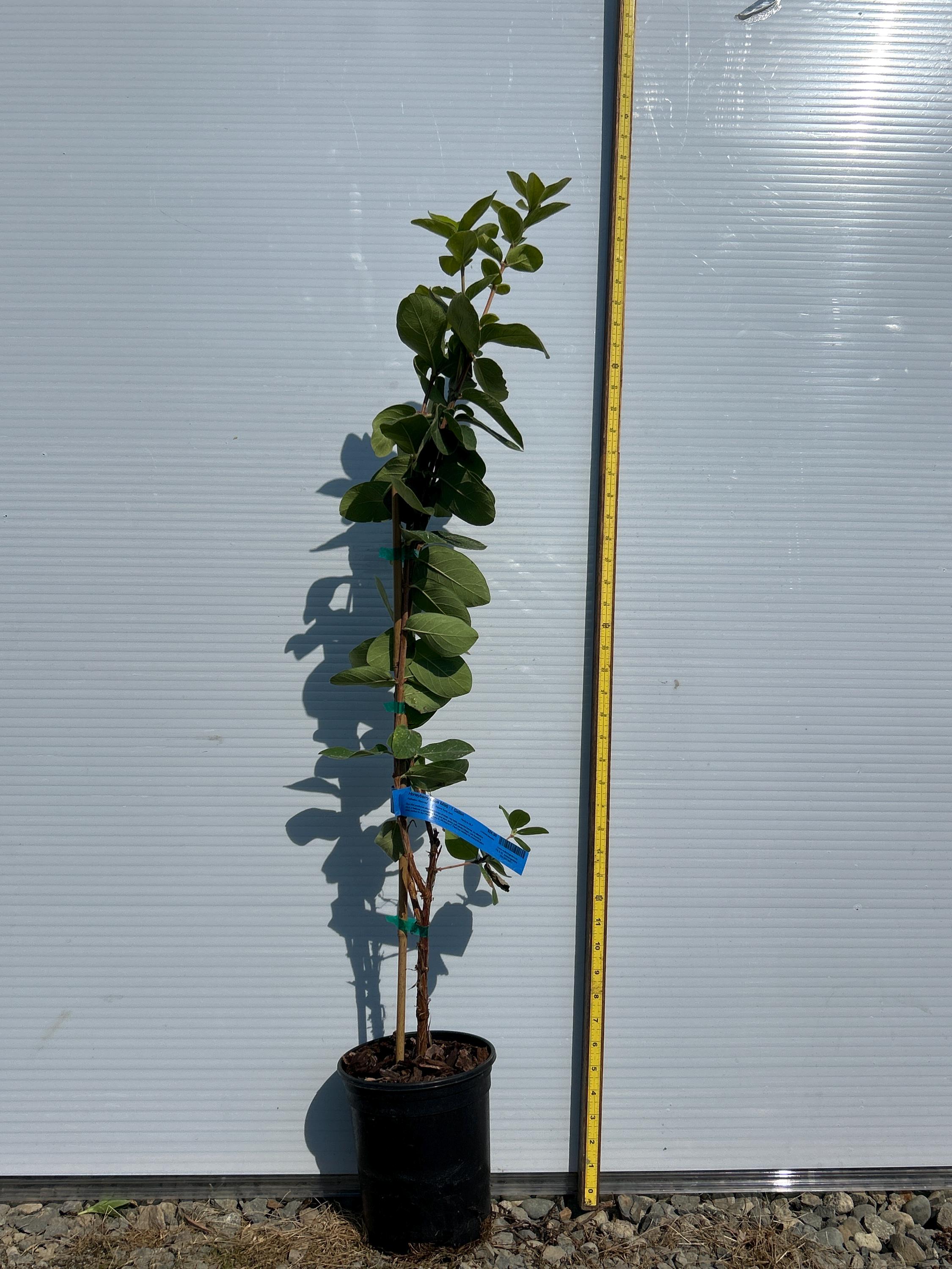 Honeyberry (Blue Mist)