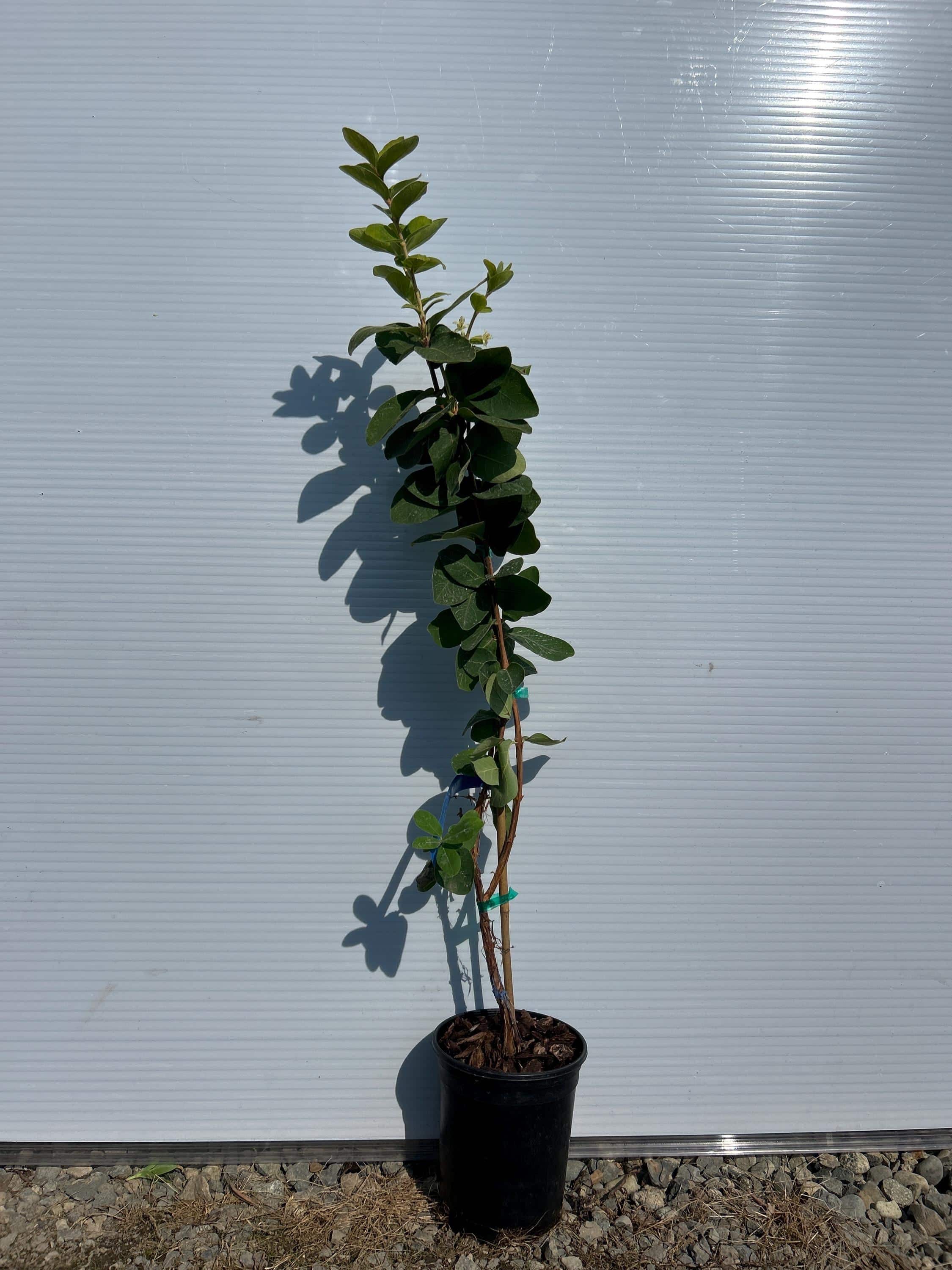 Honeyberry (Blue Mist)
