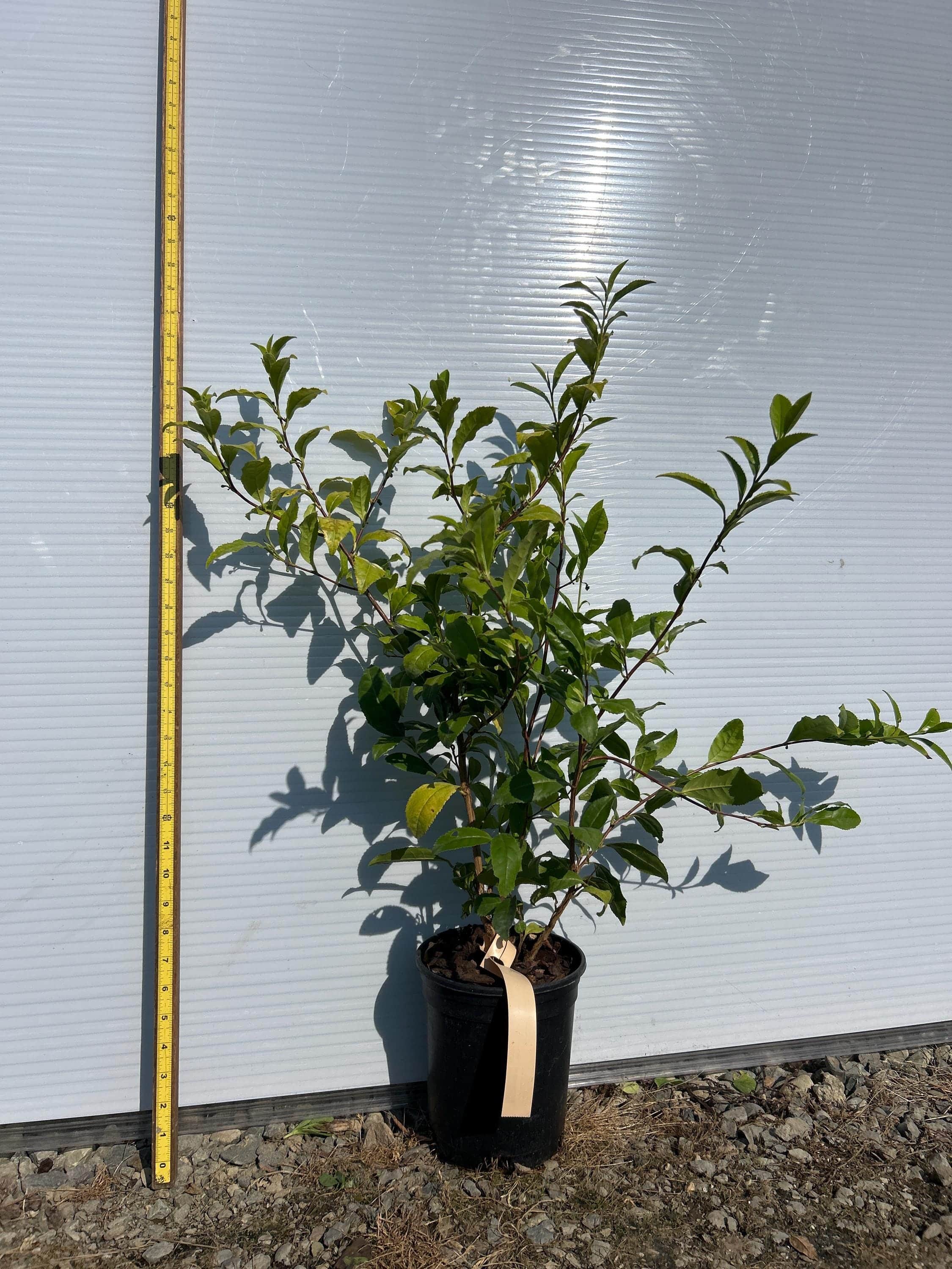 Korean Tea Tree (Green & Black Tea Tree)