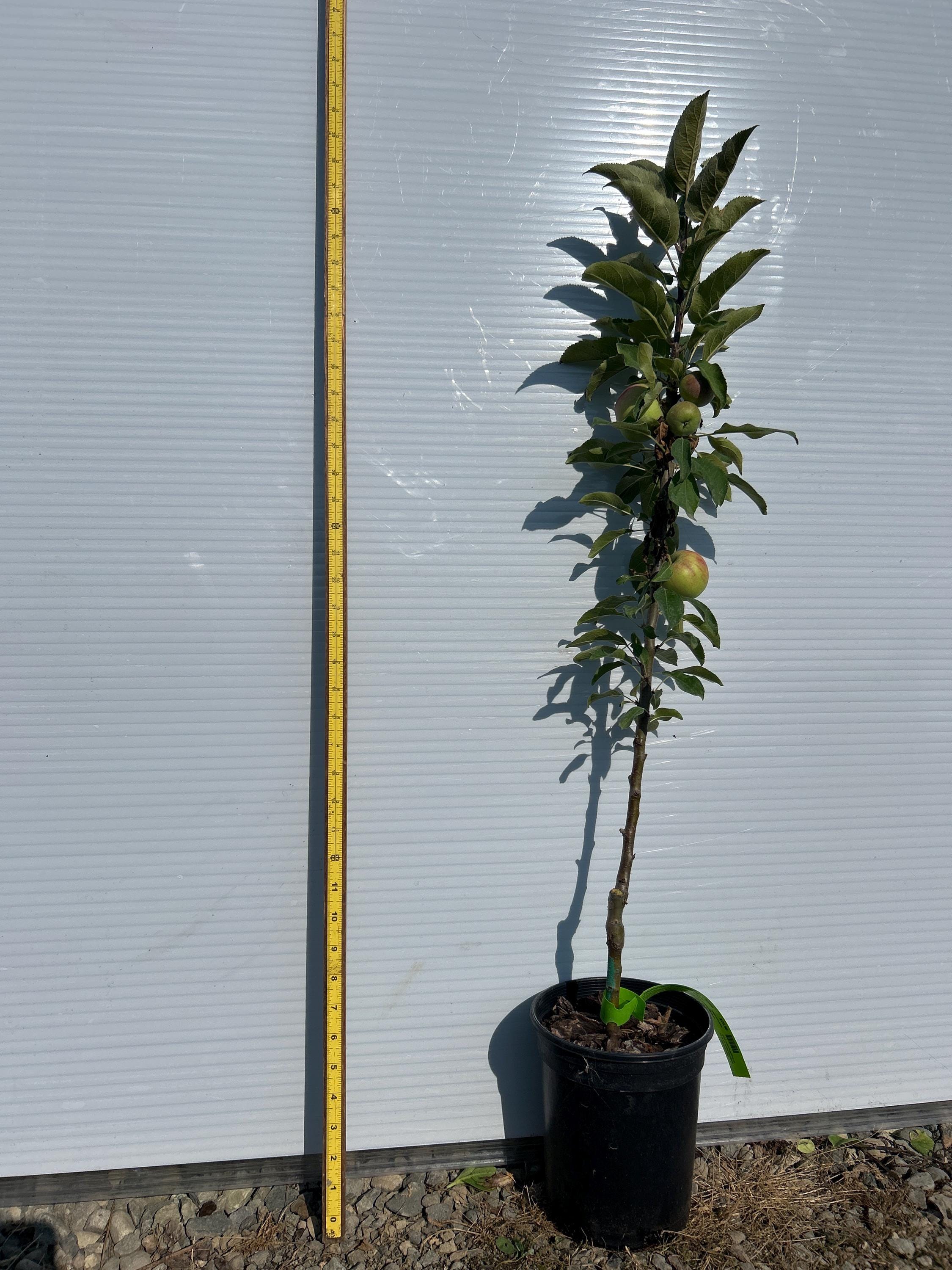 Columnar Apple Tree (Scarlet Sentinal)